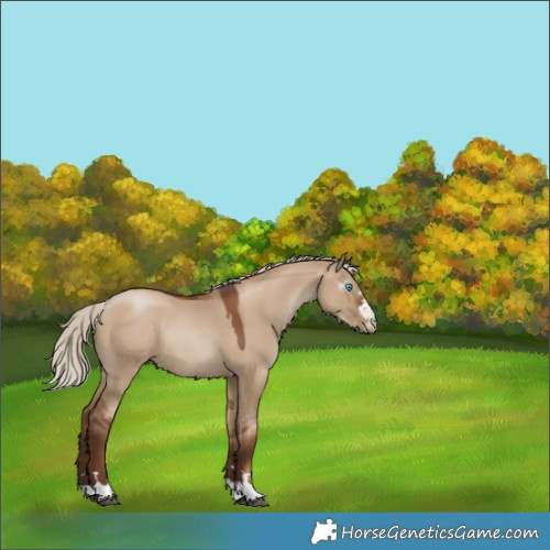 Horse Color:Gray Silver Grullo Pearl Rabicano 