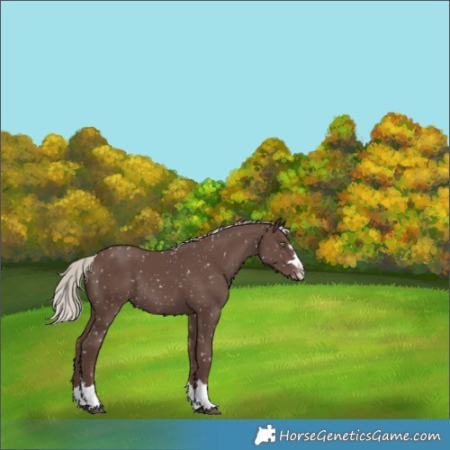 Horse Color:Silver Black Appaloosa 