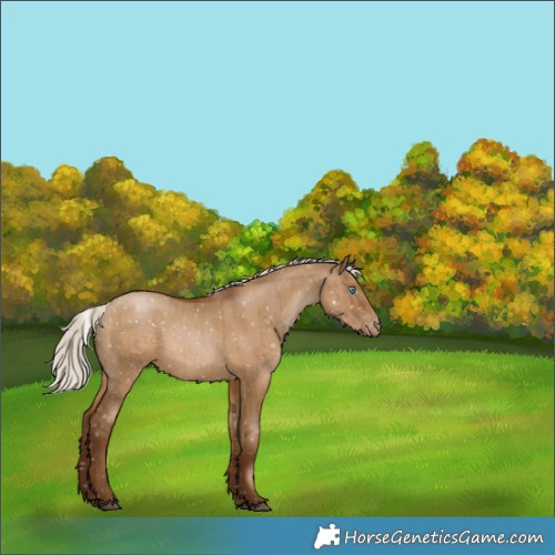 Horse Color:Gray Silver Grullo Pearl Appaloosa Brindle 