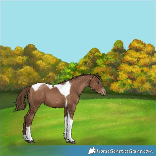 Horse Color:Gray Black Pearl Tobiano Appaloosa 