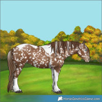 Horse Color:Gray Black Pearl Tobiano Snowflake Varnish 