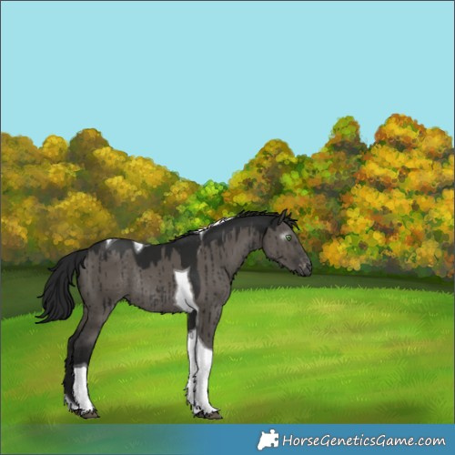 Horse Color:Gray Grullo Tobiano Varnish Rabicano Brindle 