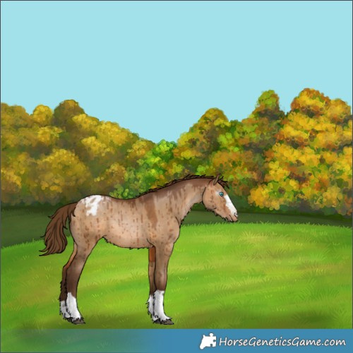 Horse Color:Gray Bay Pearl Dun Appaloosa Rabicano Brindle 