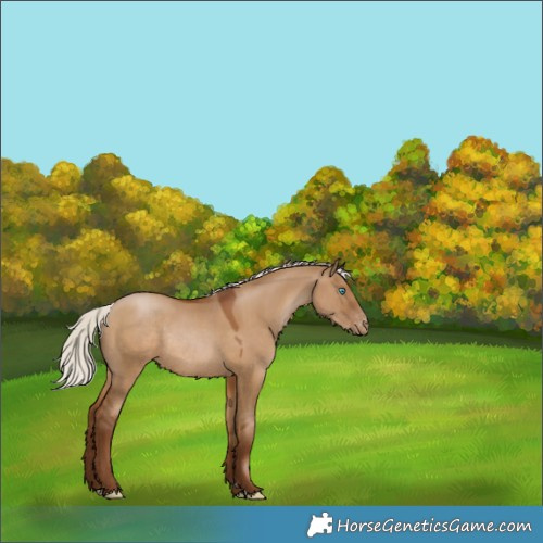 Horse Color:Gray Silver Grullo Pearl Varnish Rabicano 