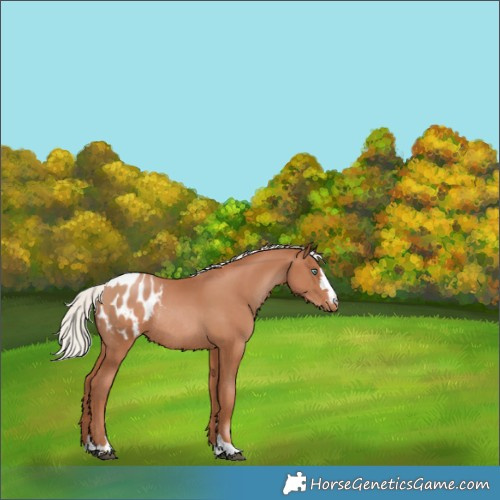 Horse Color:Silver Black Pearl Appaloosa Rabicano 