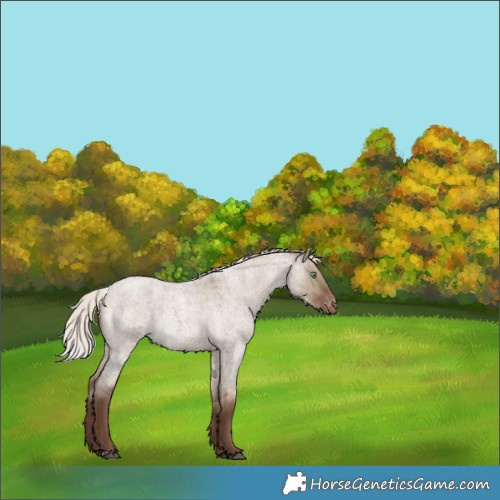 Horse Color:Silver Grullo Roan Appaloosa Brindle 