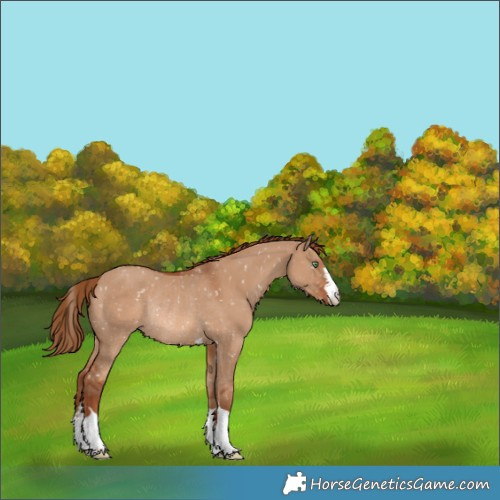 Horse Color:Red Dun Appaloosa Rabicano 