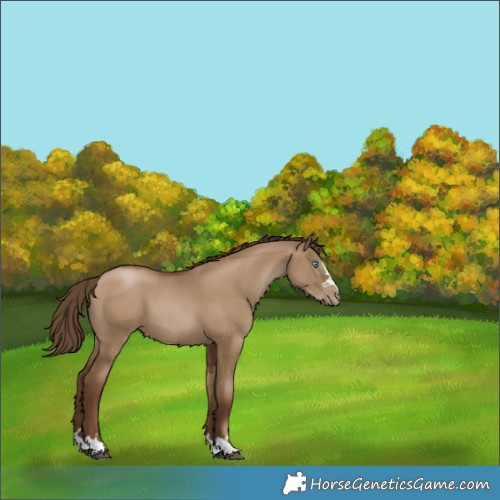 Horse Color:Gray Grullo Pearl 