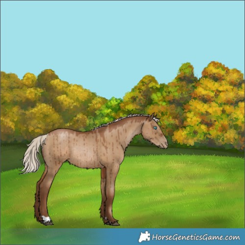 Horse Color:Gray Silver Grullo Pearl Rabicano Brindle 