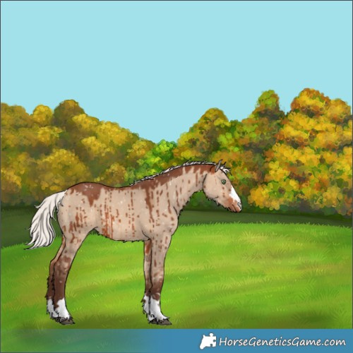 Horse Color:Silver Brown Dun Appaloosa Brindle 