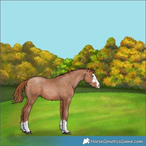 Horse Color:Brown Pearl Appaloosa 