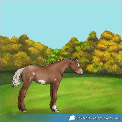 Horse Color:Gray Silver Black Pearl Frame Rabicano 