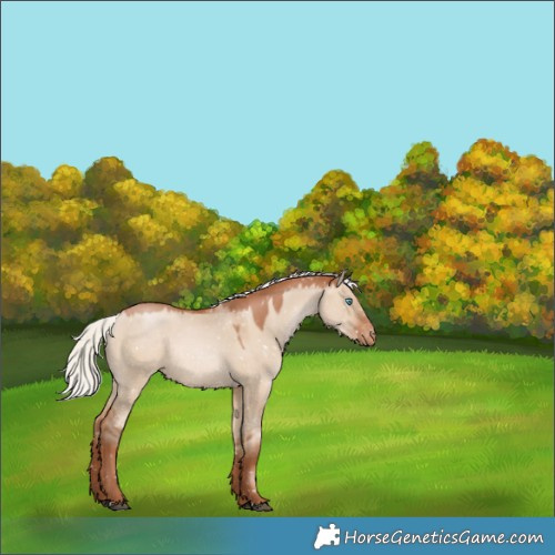 Horse Color:Silver Brown Pearl Dun Appaloosa Rabicano 