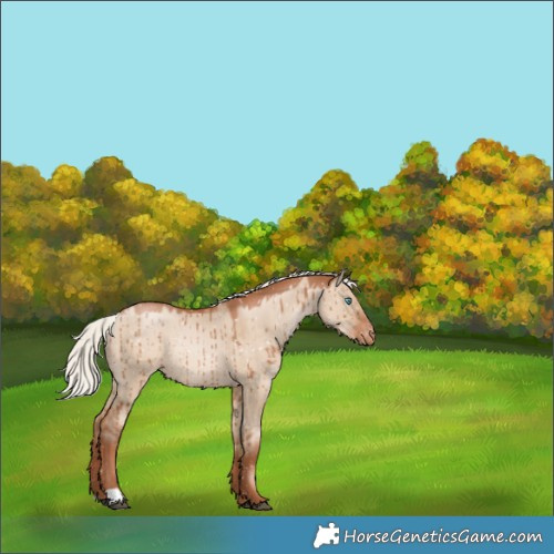 Horse Color:Silver Grullo Pearl Appaloosa Rabicano Brindle 