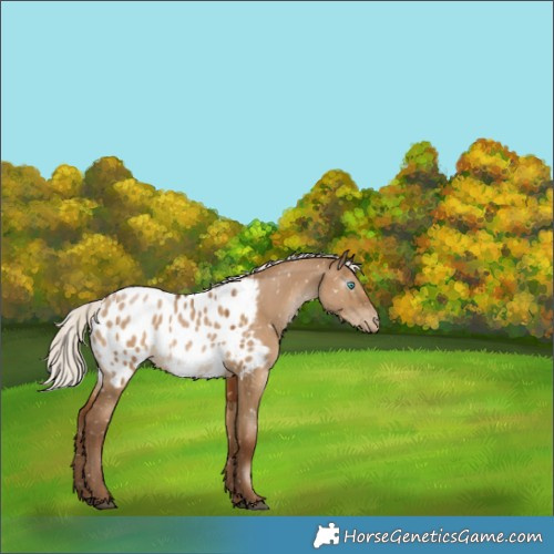 Horse Color:Gray Silver Grullo Pearl Appaloosa 