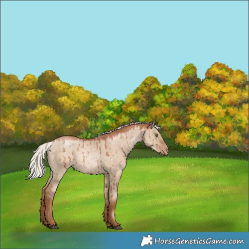 Horse Color:Silver Grullo Pearl Rabicano Brindle 