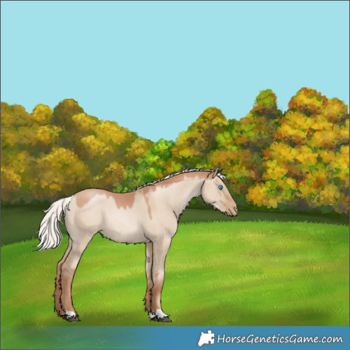 Horse Color:Silver Grullo Pearl Rabicano 