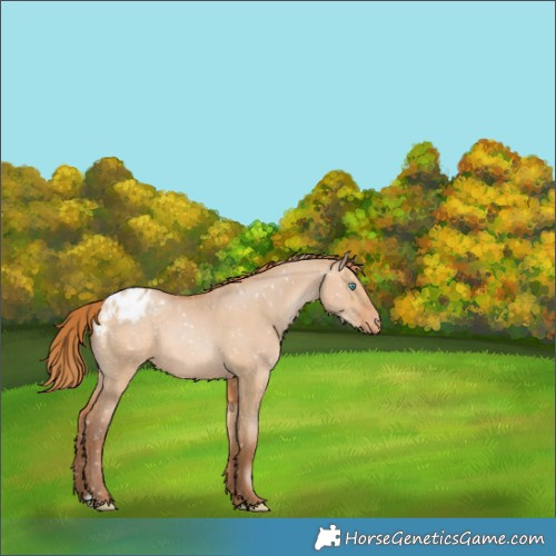 Horse Color:Bay Pearl Dun Appaloosa 