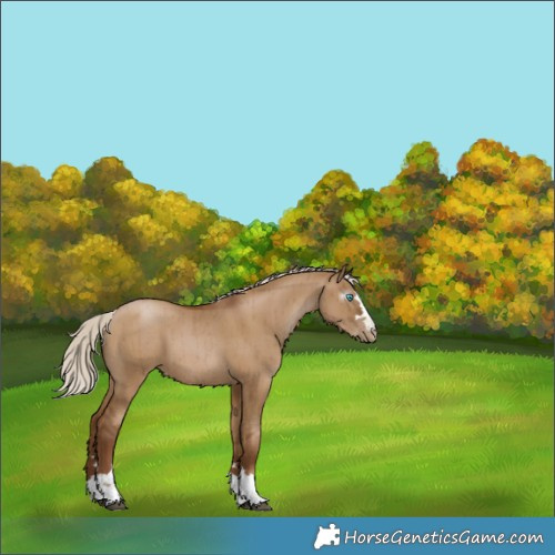 Horse Color:Gray Silver Grullo Pearl Brindle 