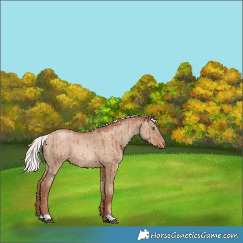 Horse Color:Silver Grullo Pearl Appaloosa Rabicano Brindle 