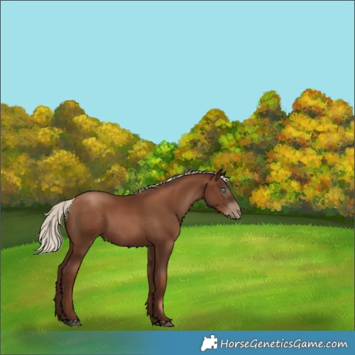 Horse Color:Gray Silver Black Pearl 