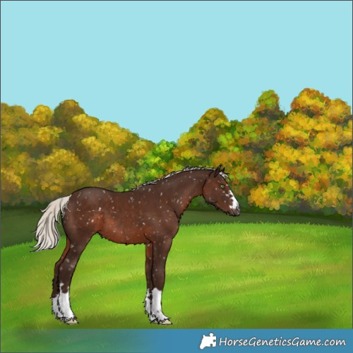 Horse Color:Gray Silver Black Appaloosa 