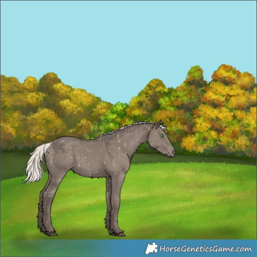 Horse Color:Silver Grullo Appaloosa 
