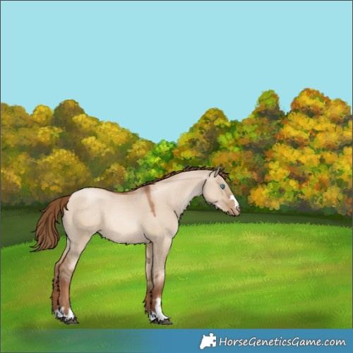 Horse Color:Liver Red Dun Pearl 