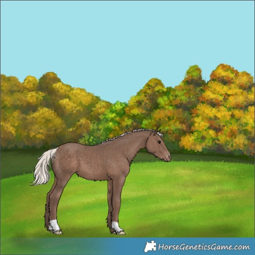 Horse Color:Silver Black Appaloosa 