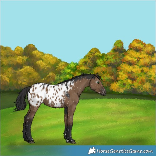Horse Color:Gray Liver Red Dun Appaloosa 