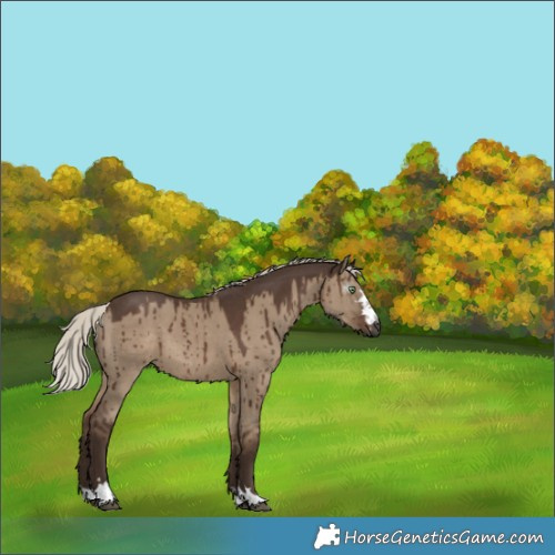 Horse Color:Gray Silver Grullo Brindle 
