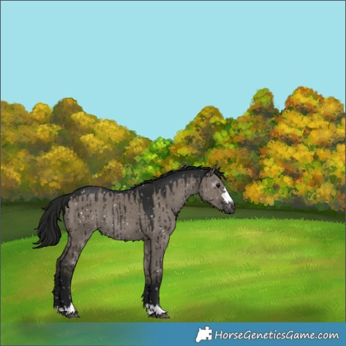 Horse Color:Gray Grullo Appaloosa Rabicano Brindle 
