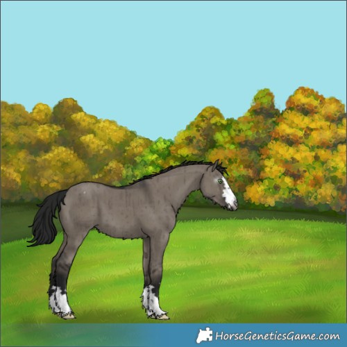 Horse Color:Gray Grullo Varnish Brindle 