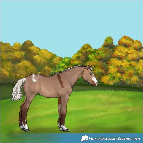 Horse Color:Silver Brown Dun Appaloosa Rabicano 