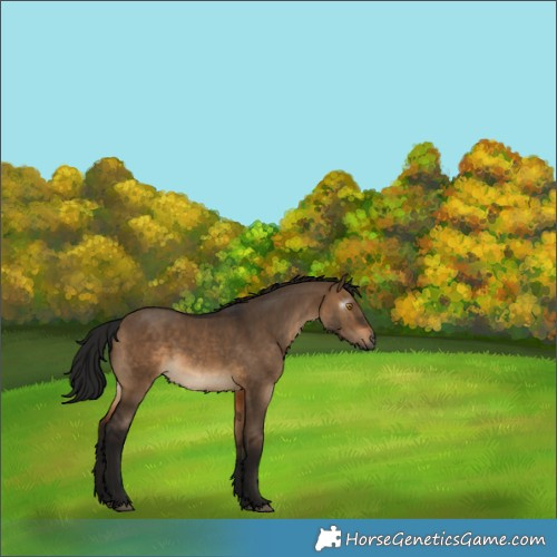 Horse Color:Gray Brown Dun Rabicano 