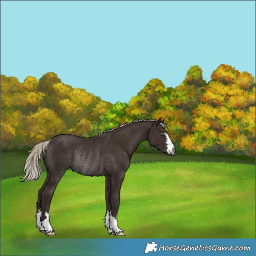 Horse Color:Gray Silver Black Appaloosa Rabicano 