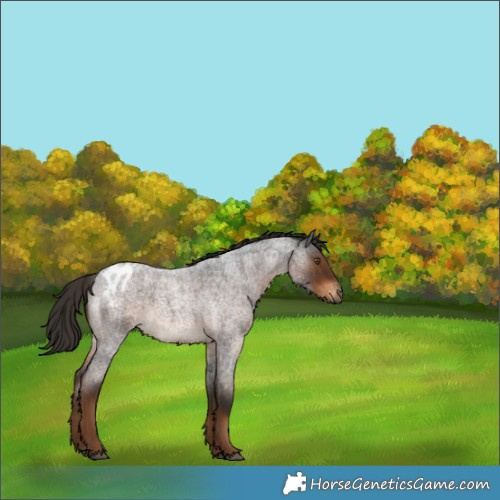 Horse Color:Gray Liver Red Roan Appaloosa 