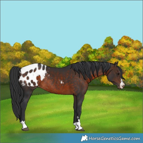 Horse Color:Brown Appaloosa Rabicano 
