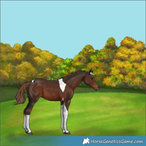 Horse Color:Liver Chestnut Tobiano