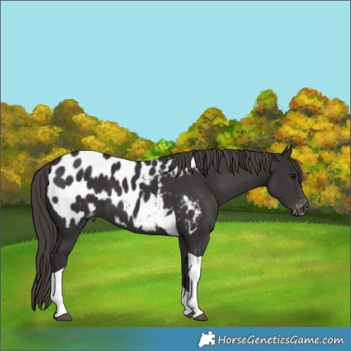 Horse Color:Smoky Black Tobiano Appaloosa 