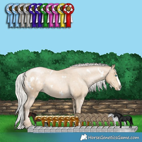 Horse Color:White Spotted Silver Smoky Black Pearl Splash Appaloosa 