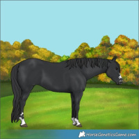 Horse Color:Black 