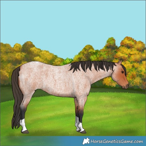 Horse Color:Bay Roan Tobiano
