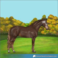 Horse Color:Gray Chestnut 
