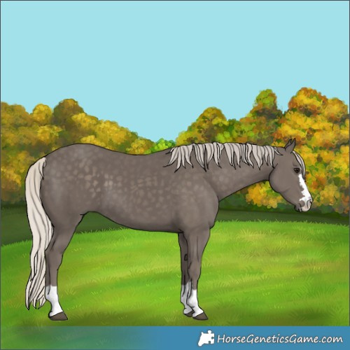 Horse Color:Silver Smoky Black 