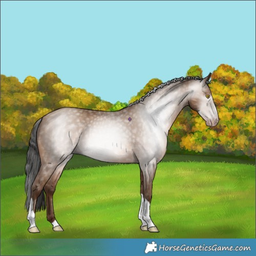 Horse Color:Gray Amber Champagne Tobiano