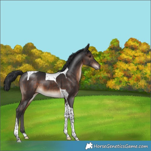 Horse Color:Brown Tobiano 