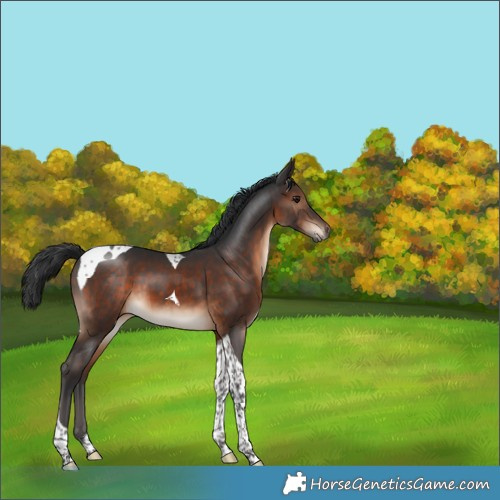 Horse Color:Brown Tobiano 