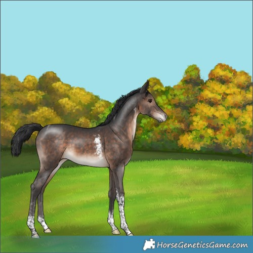 Horse Color:Brown Sabino Tobiano 