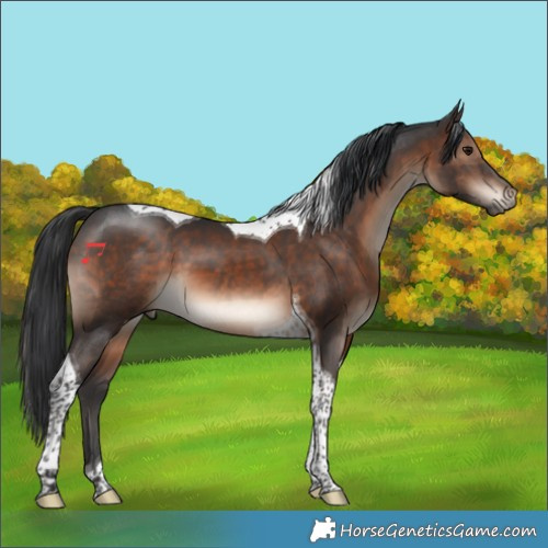 Horse Color:Brown Tobiano 